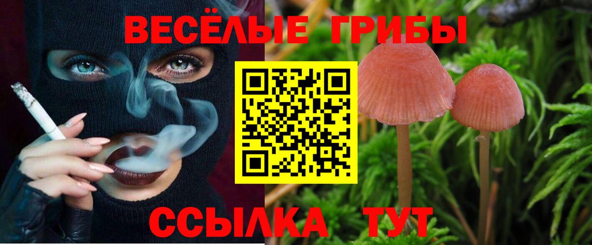 Галлюциногенные грибы Psilocybe Барабинск